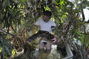 adulte weibliche Matamata mit über 40cm